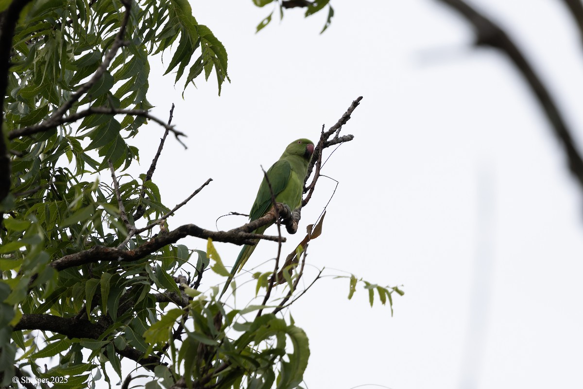 Rose-ringed Parakeet - ML640263395