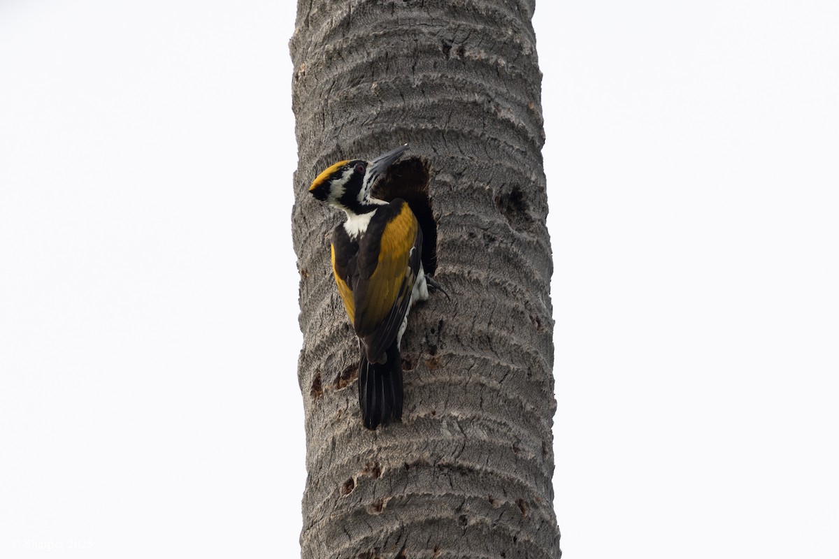 White-naped Woodpecker - ML640263408