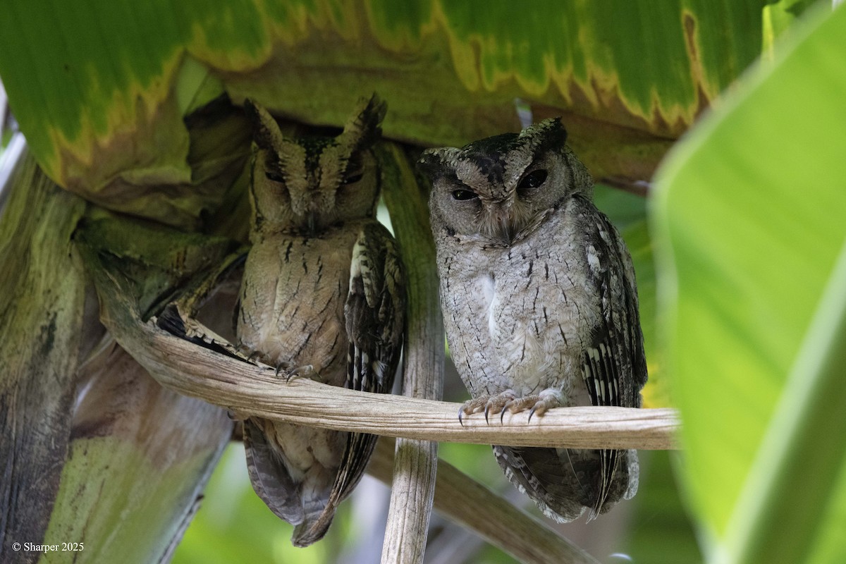 Indian Scops-Owl - ML640263436