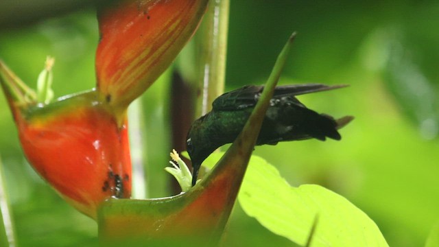 Violet-fronted Brilliant - ML640263455