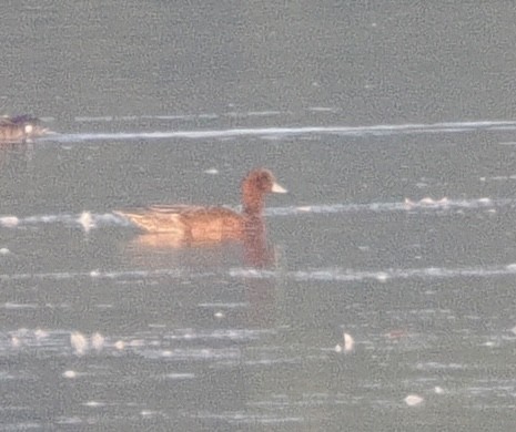 Canard siffleur - ML640263481
