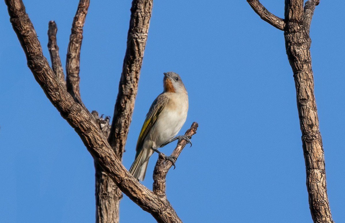 Rufous-throated Honeyeater - ML640263518