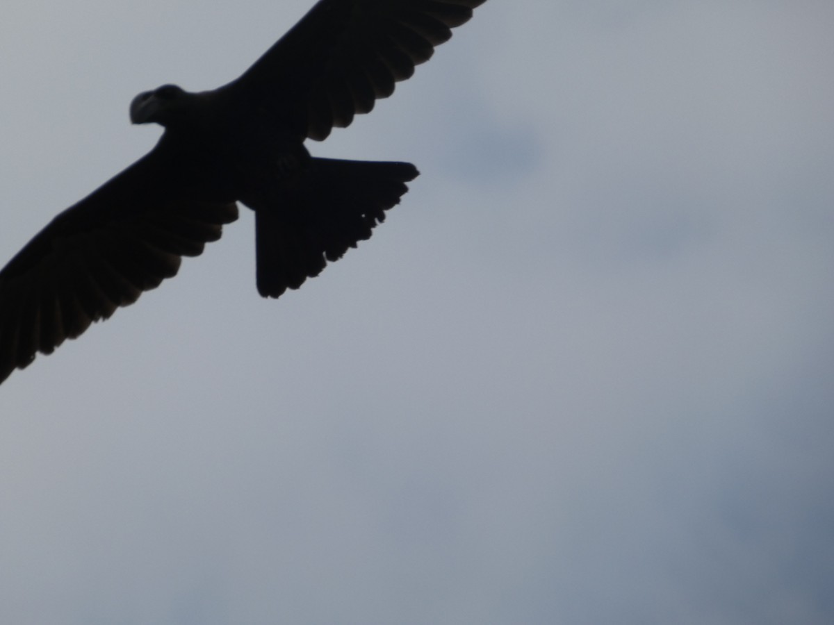 Corbeau corbivau - ML640263585