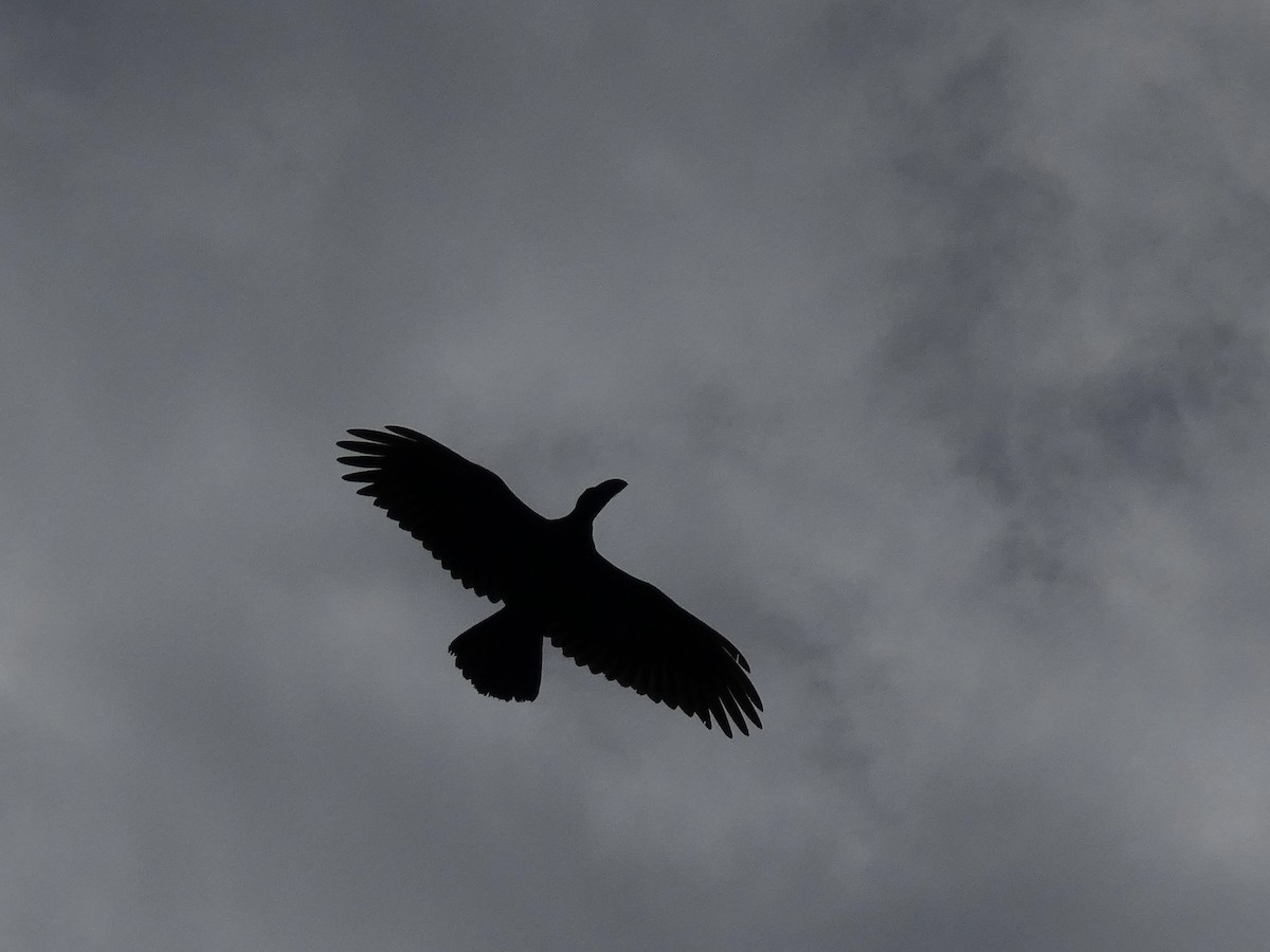 Corbeau corbivau - ML640263598
