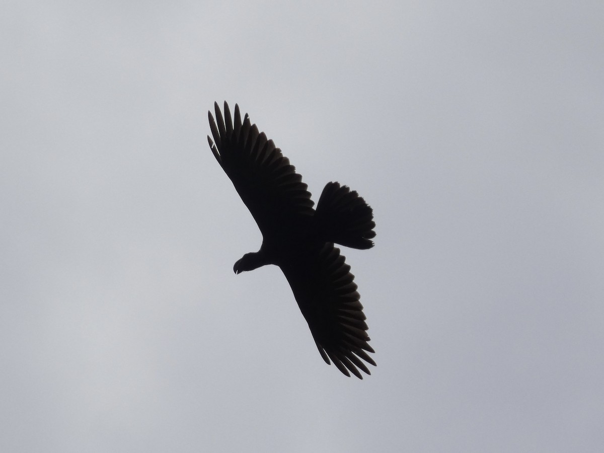 Corbeau corbivau - ML640263600