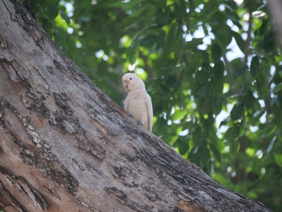 Tanimbar Corella - ML640263631