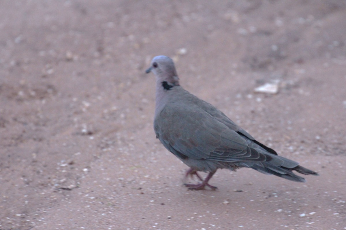 Red-eyed Dove - ML640263728