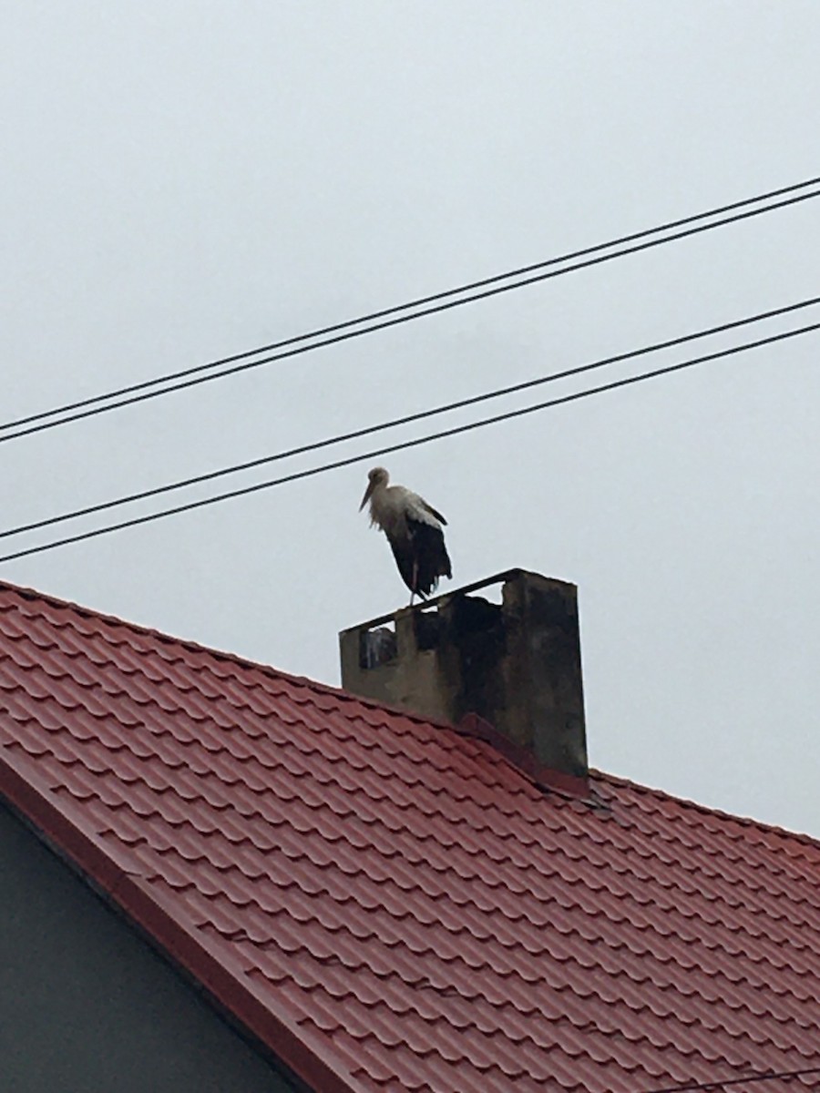 White Stork - ML640263729