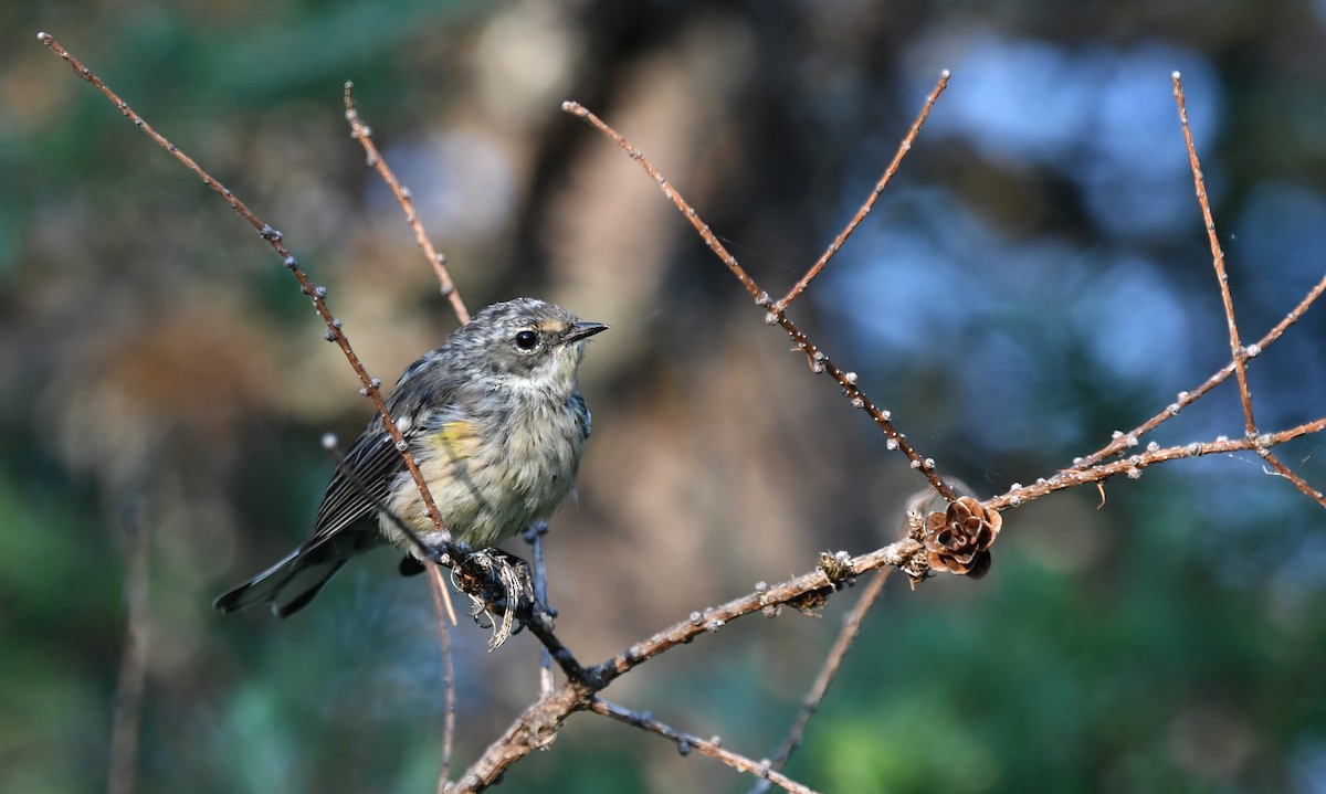 Yellow-rumped Warbler - ML640263732
