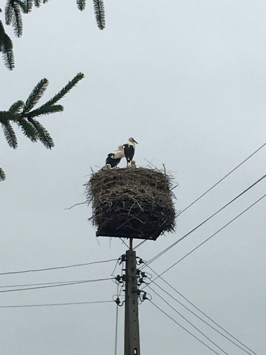 White Stork - ML640263733