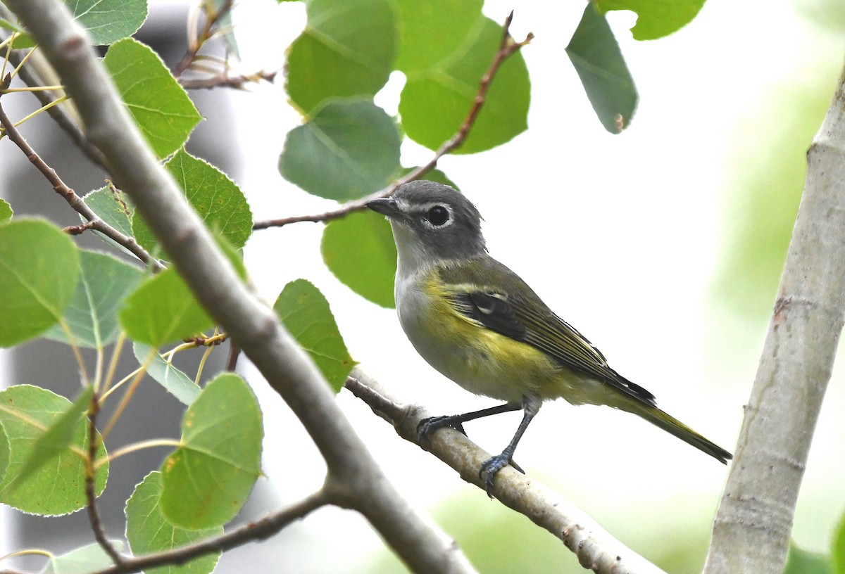 Blue-headed Vireo - ML640263781