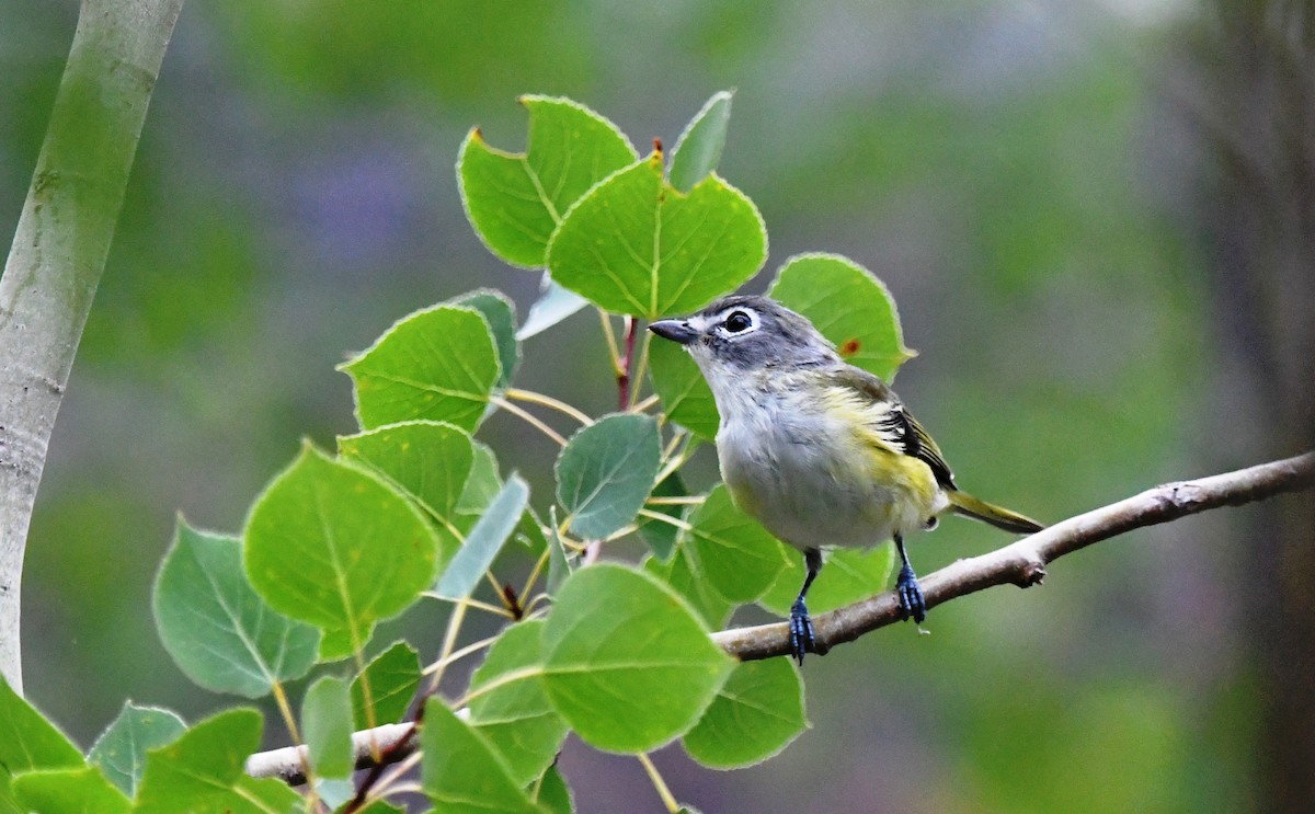Blue-headed Vireo - ML640263787