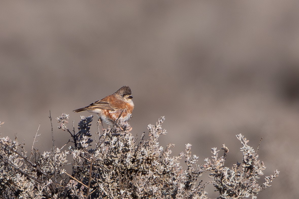 Chestnut-breasted Whiteface - ML640263817