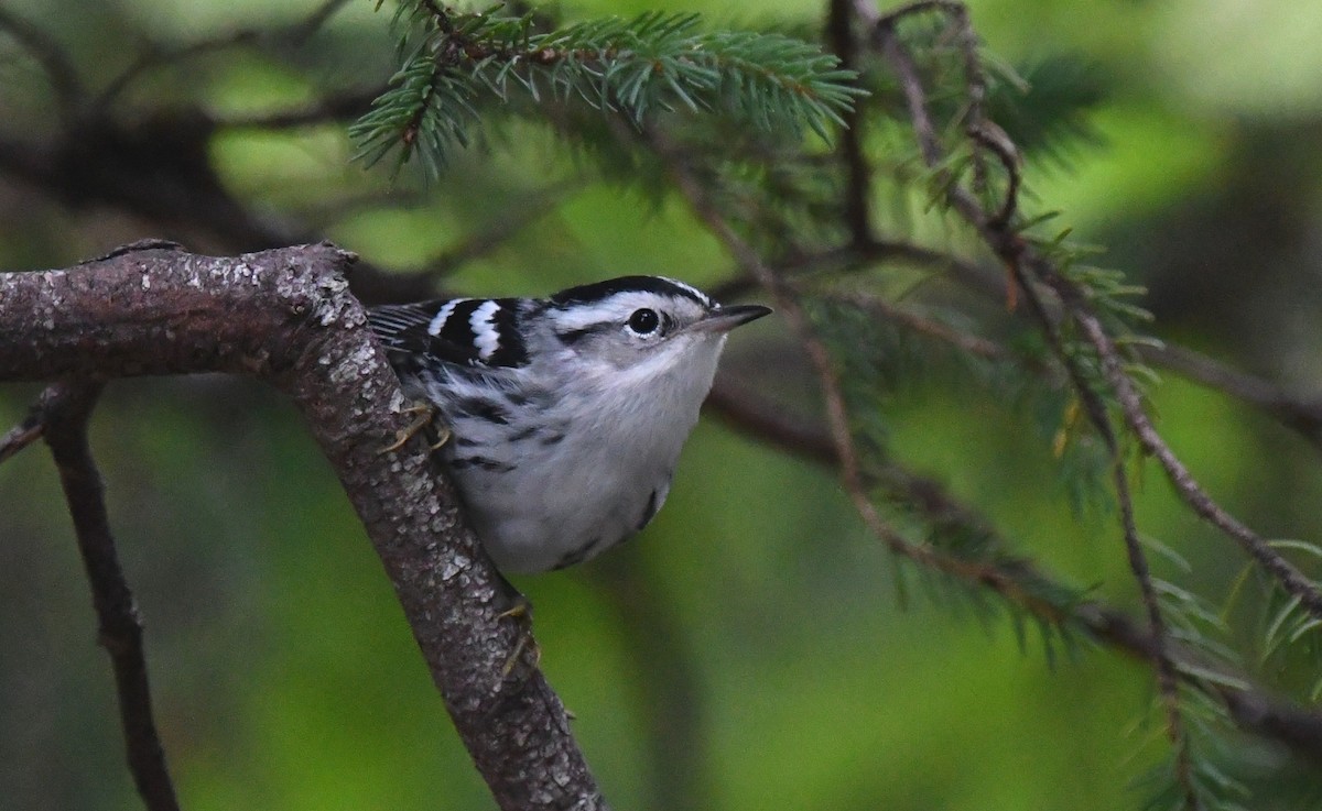 Black-and-white Warbler - ML640263832