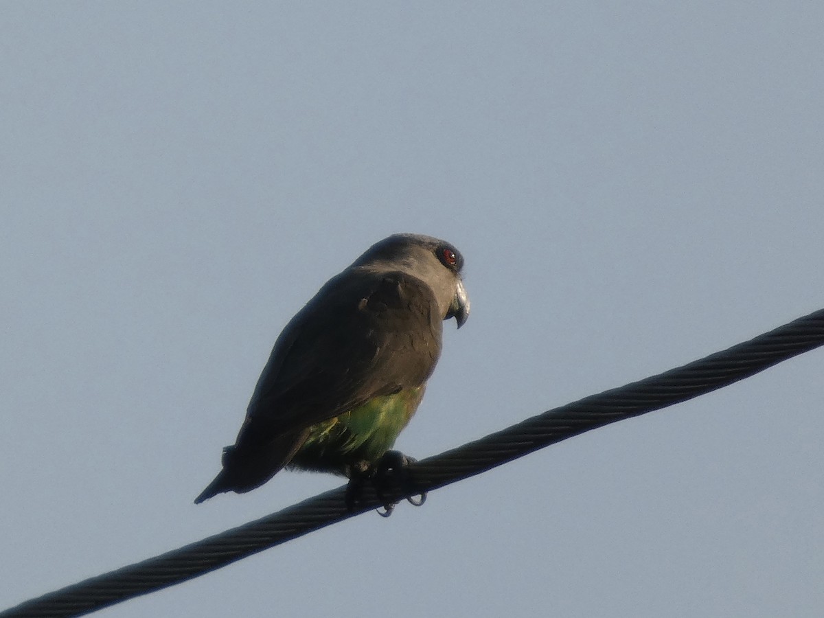 Red-bellied Parrot - ML640263850