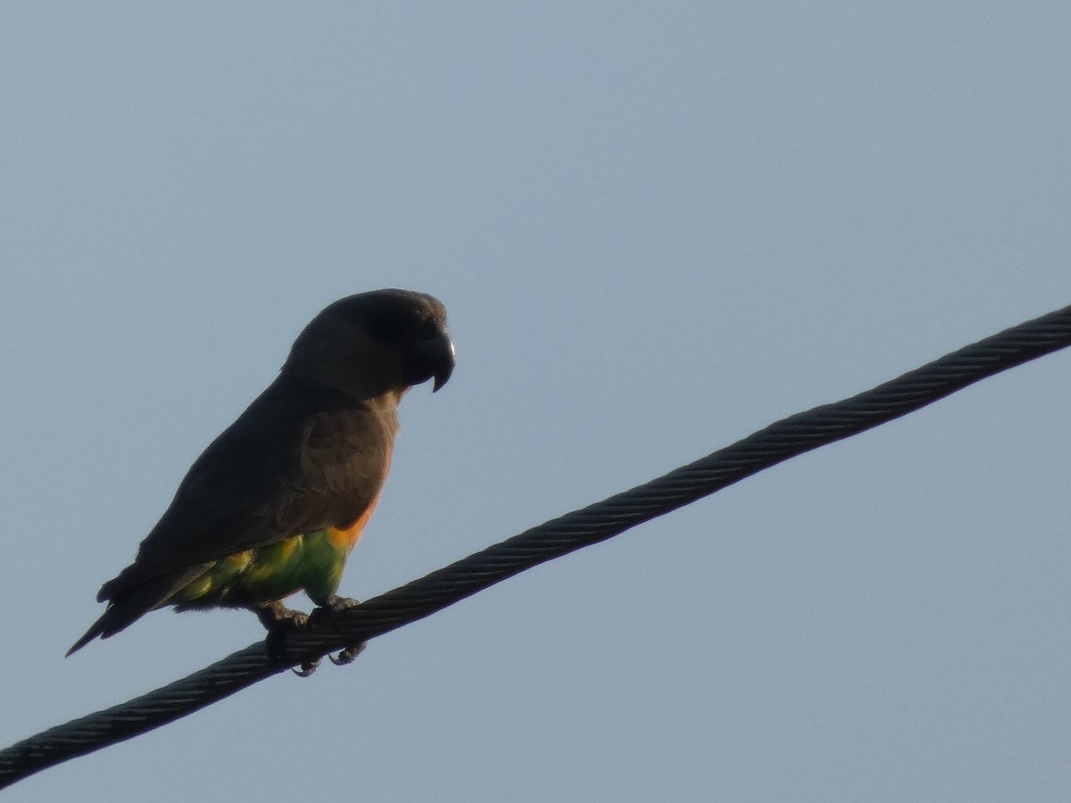 Red-bellied Parrot - ML640263851