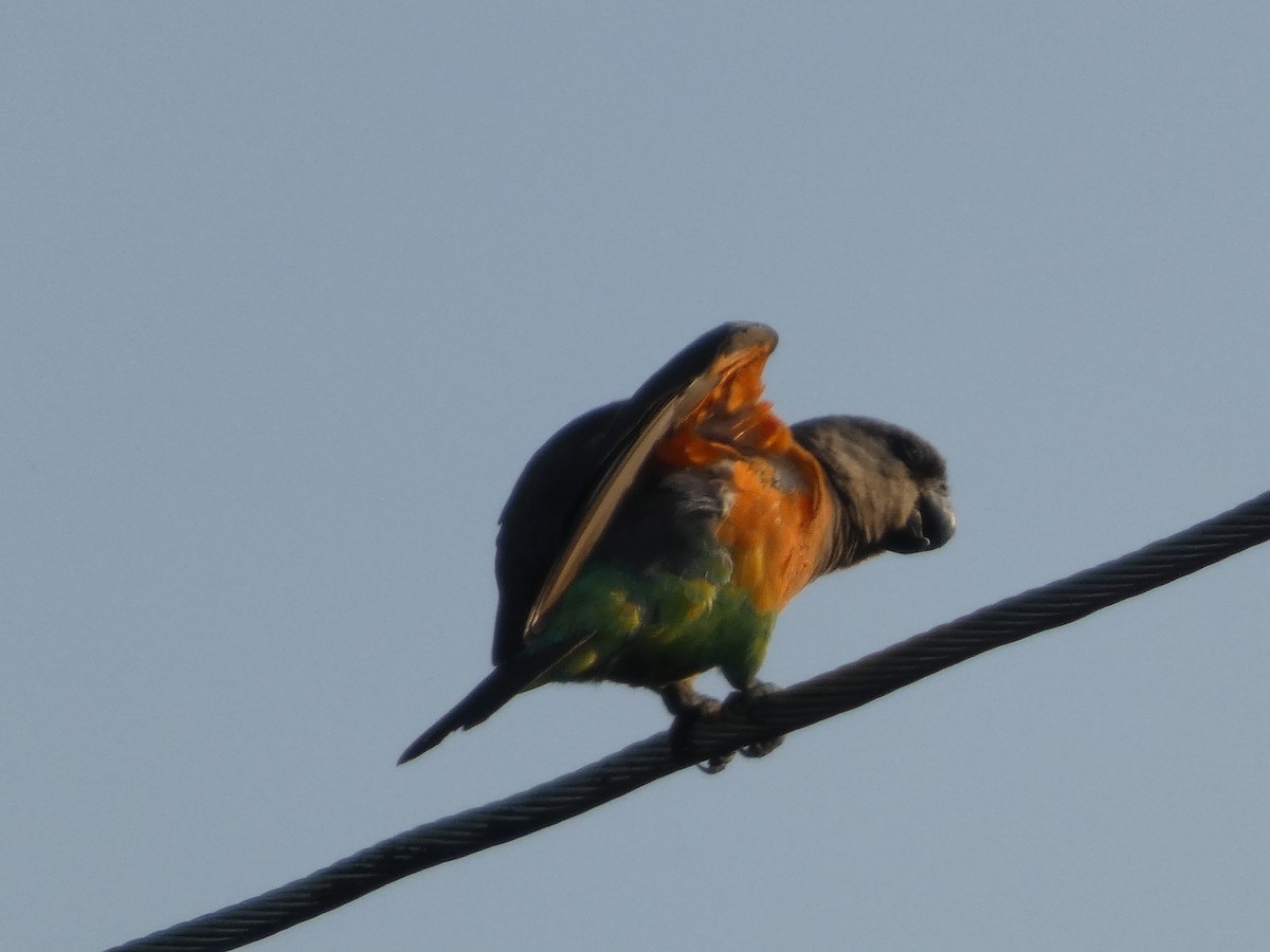 Red-bellied Parrot - ML640263853