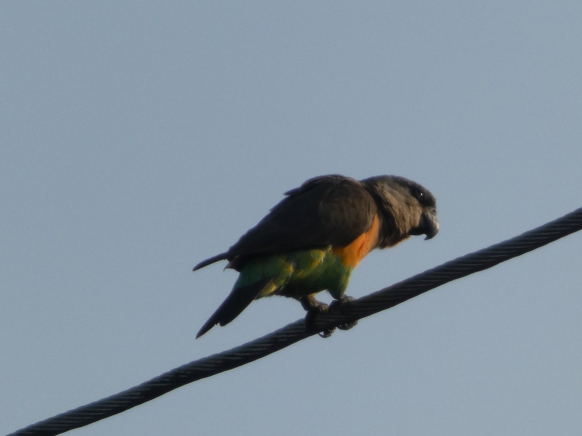 Red-bellied Parrot - ML640263854