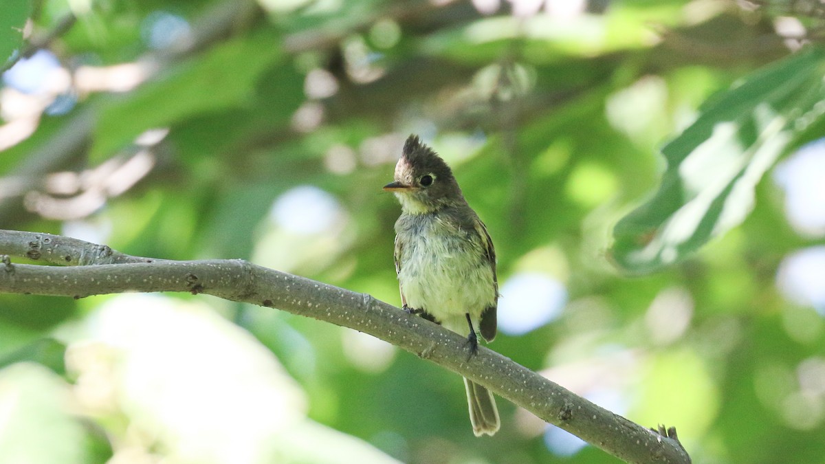 Balsas Sinekkapan - ML640263904