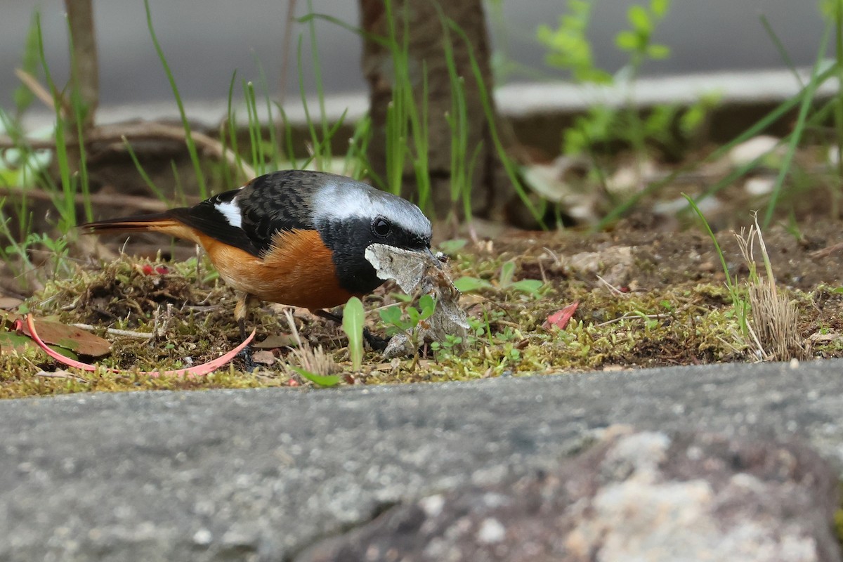 Daurian Redstart - ML640264045