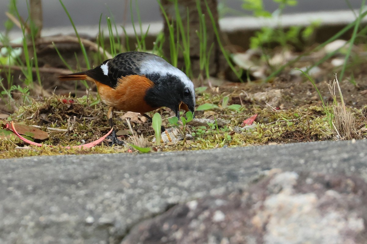 Daurian Redstart - ML640264046