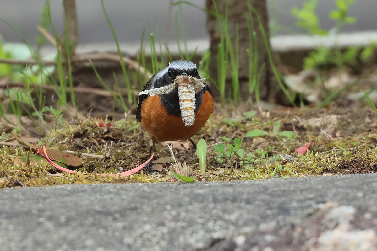 Daurian Redstart - ML640264047