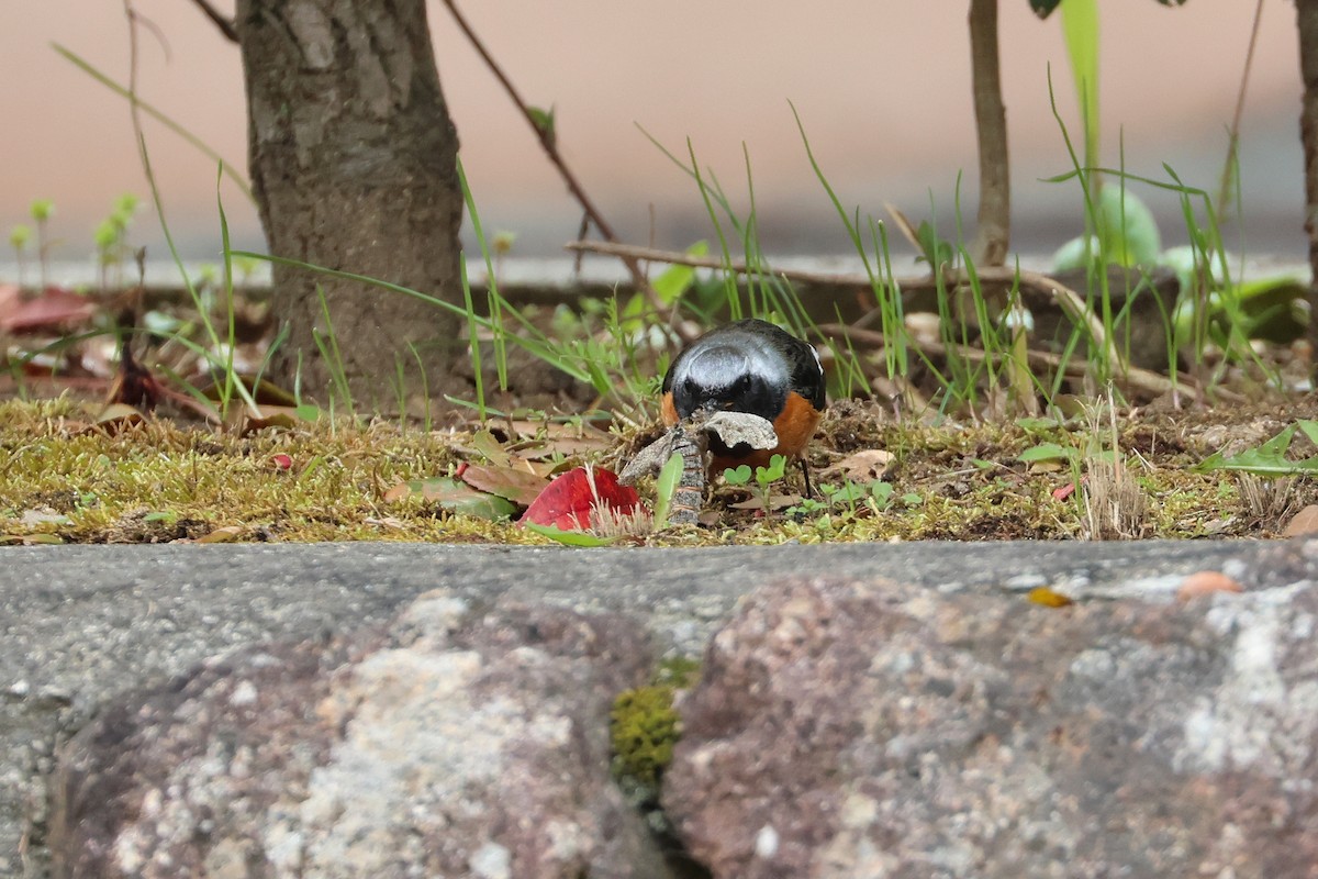 Daurian Redstart - ML640264048
