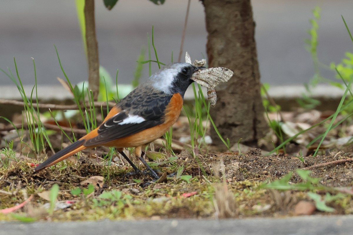 Daurian Redstart - ML640264049