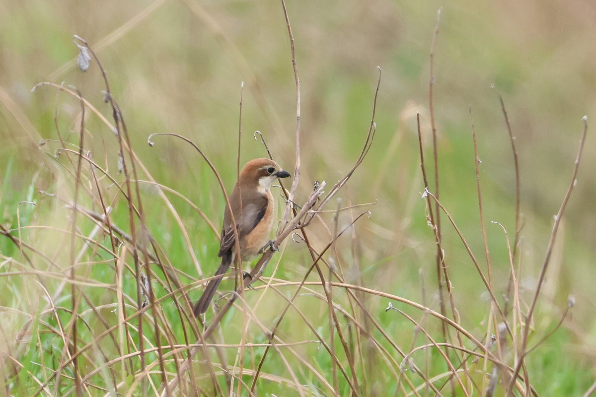 Bull-headed Shrike - ML640264054