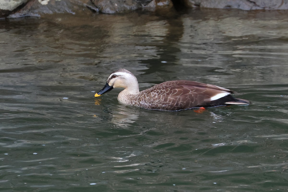 Eastern Spot-billed Duck - ML640264060