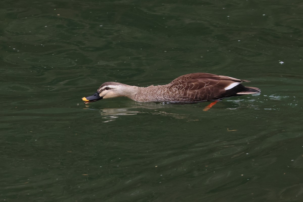 Eastern Spot-billed Duck - ML640264061
