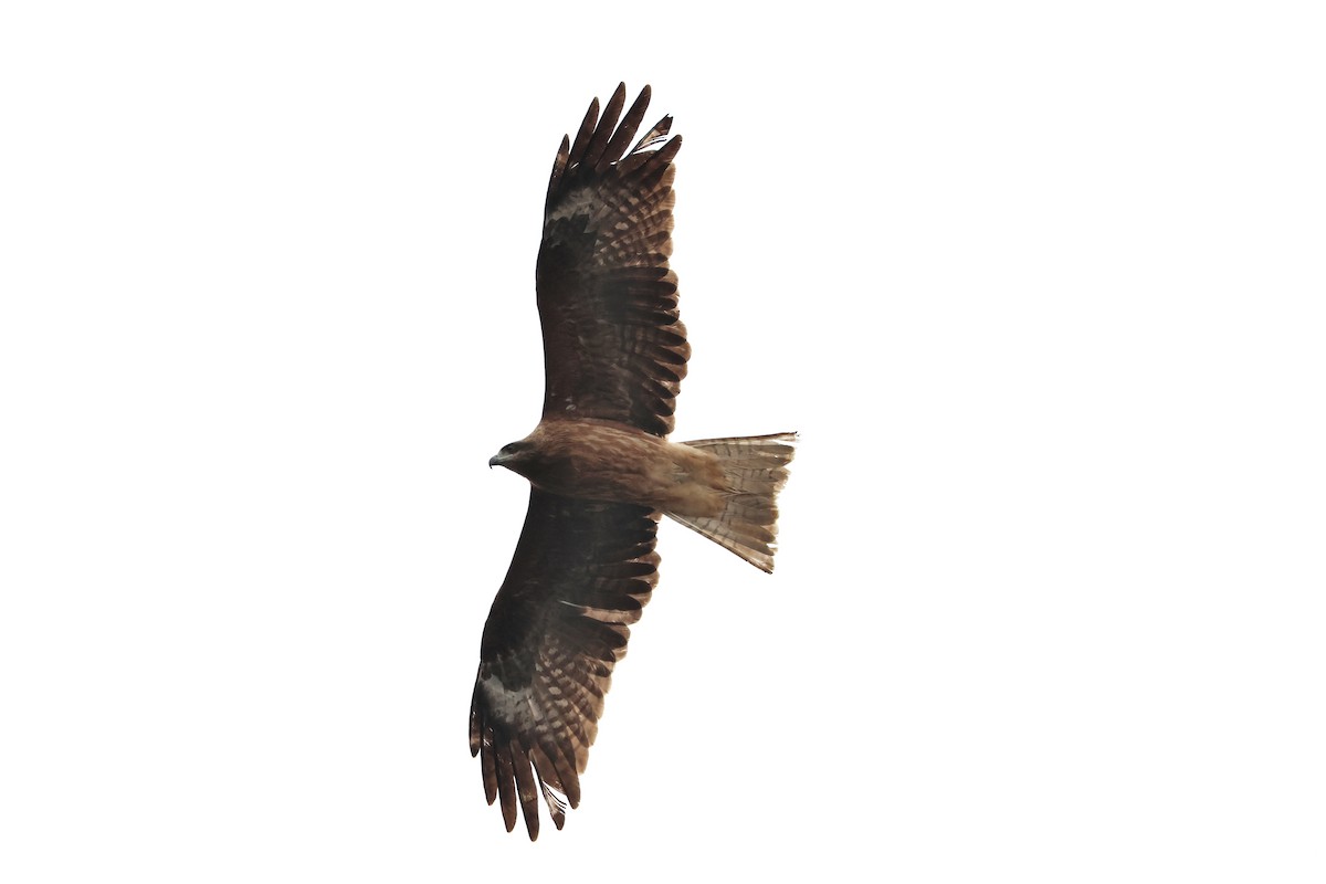 Black Kite - ML640264063