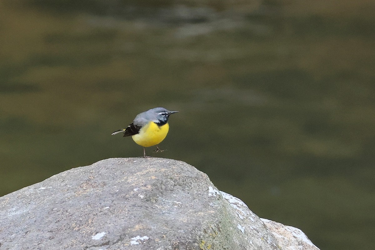 Gray Wagtail - ML640264070