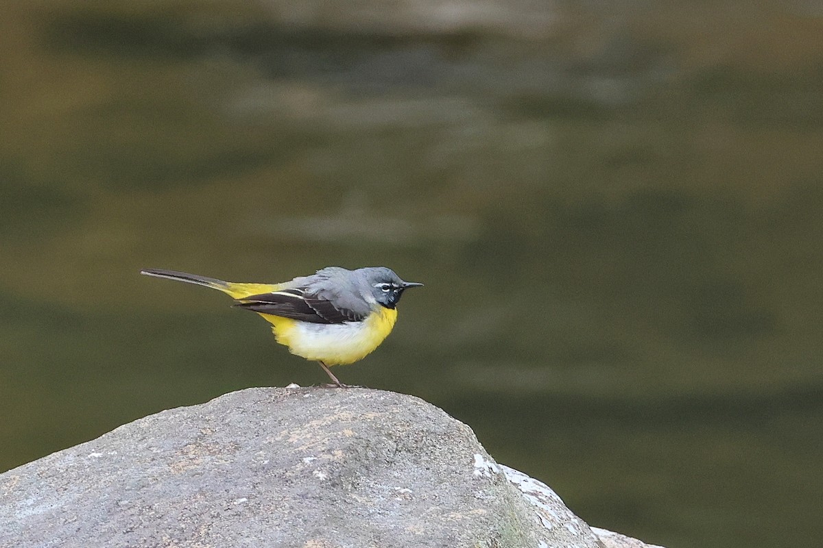 Gray Wagtail - ML640264071