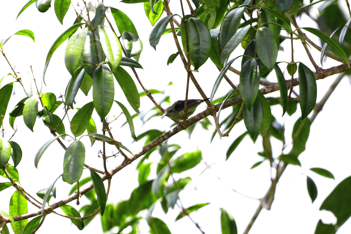 Black-throated Sunbird - ML640264088