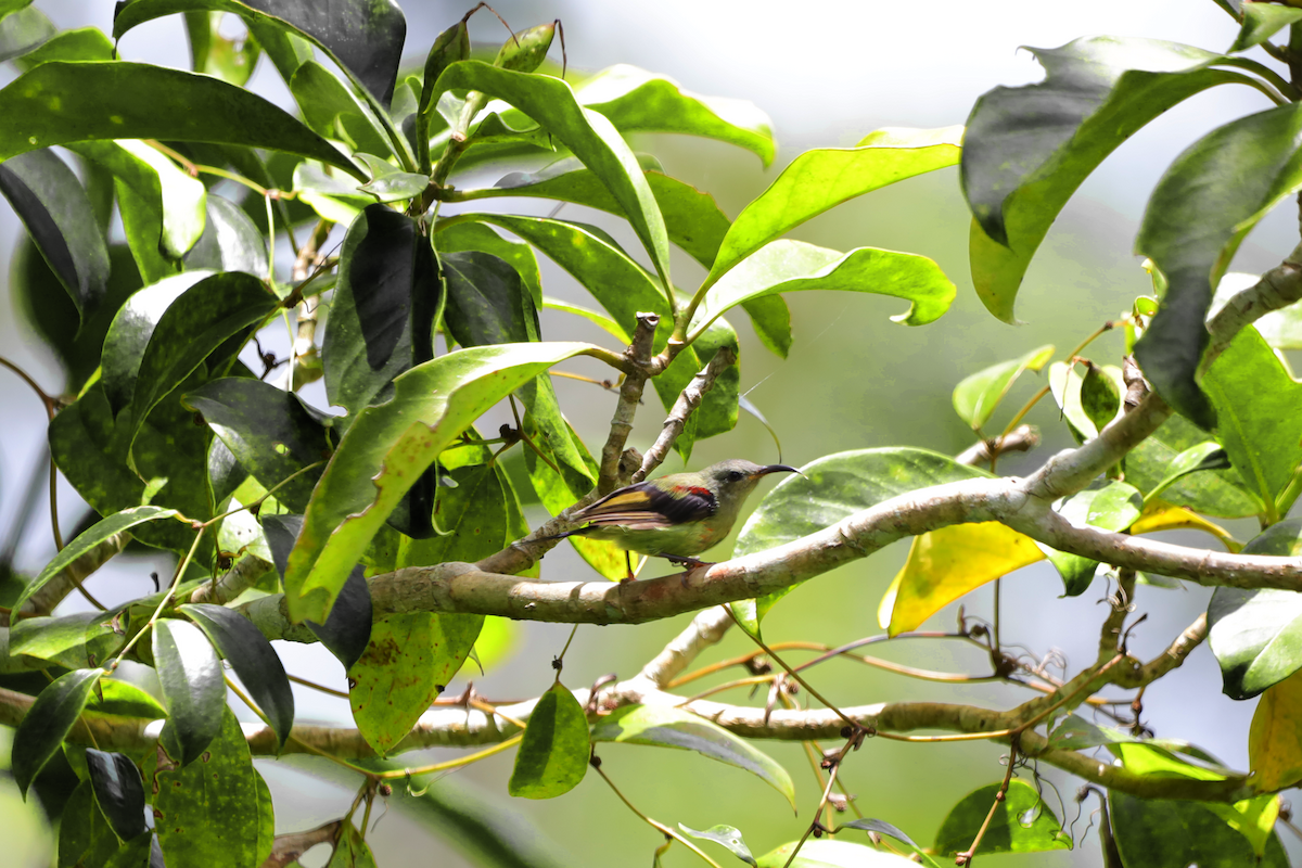 Black-throated Sunbird - ML640264089