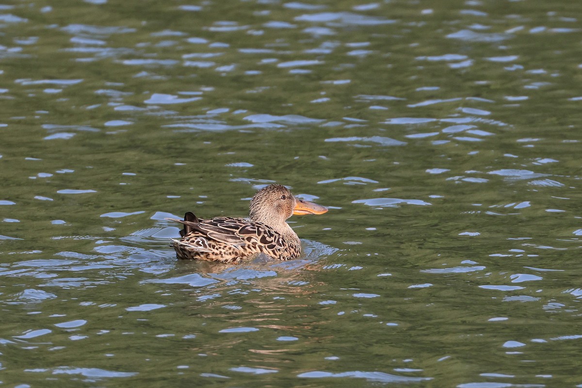 Northern Shoveler - ML640264091