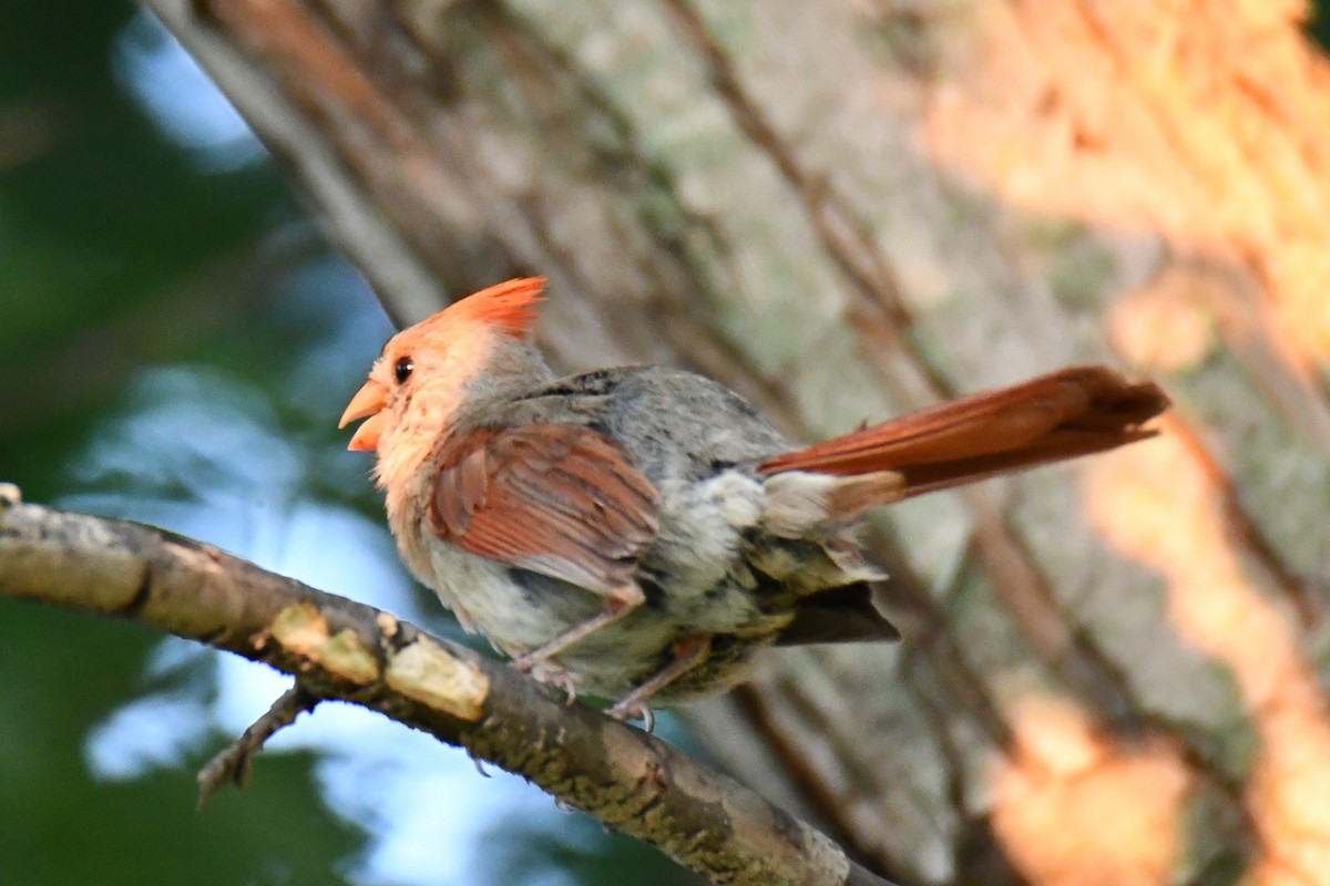 Northern Cardinal - ML640264120