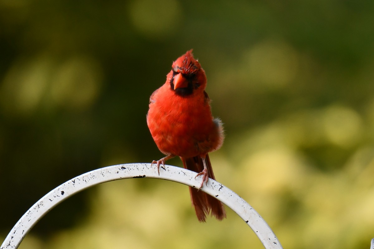 Northern Cardinal - ML640264121