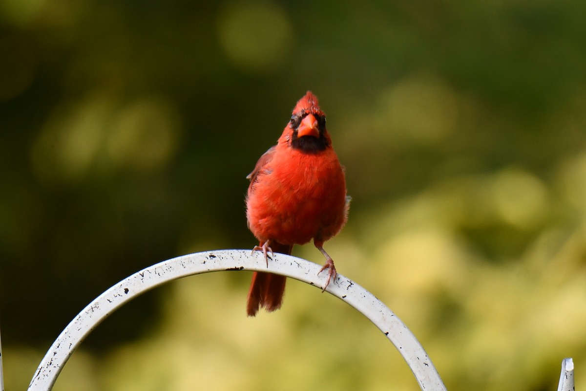 Northern Cardinal - ML640264122