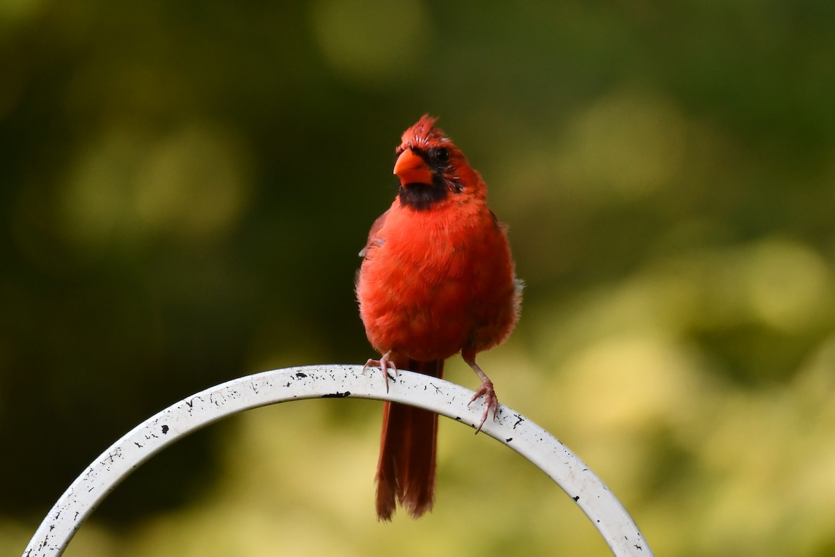 Northern Cardinal - ML640264123