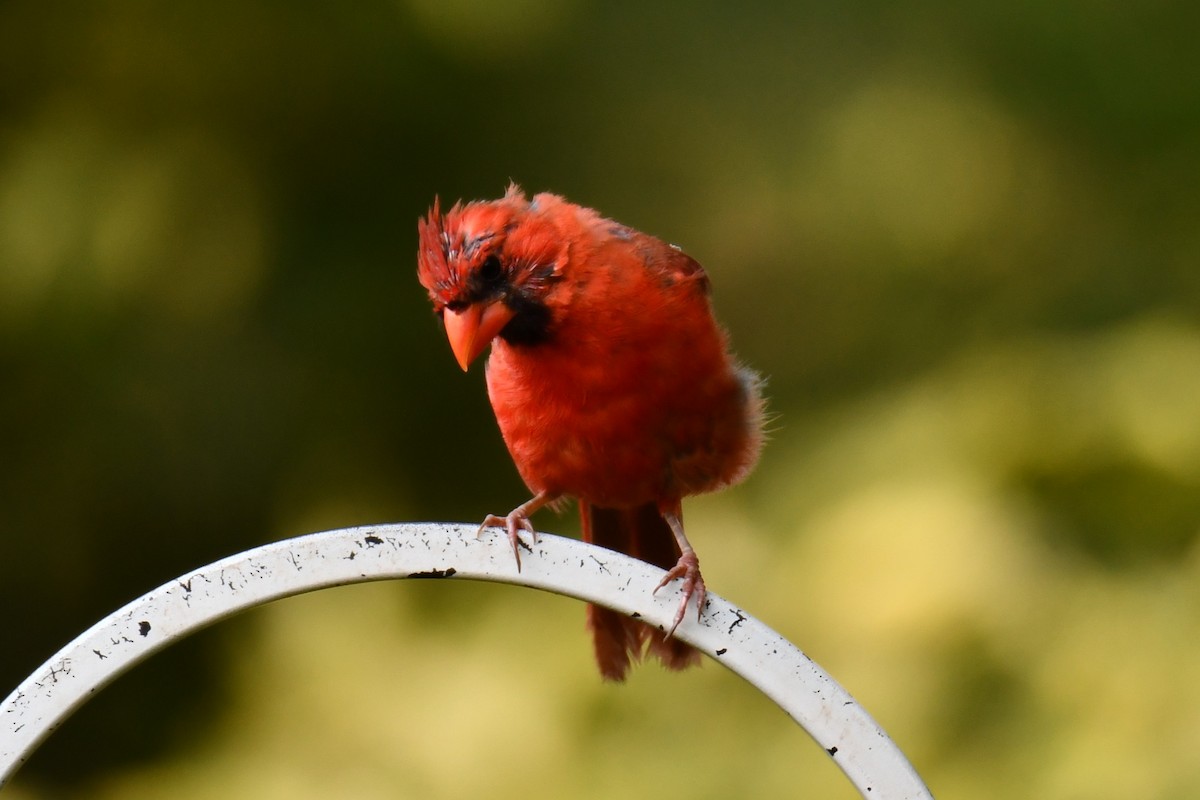 Northern Cardinal - ML640264124