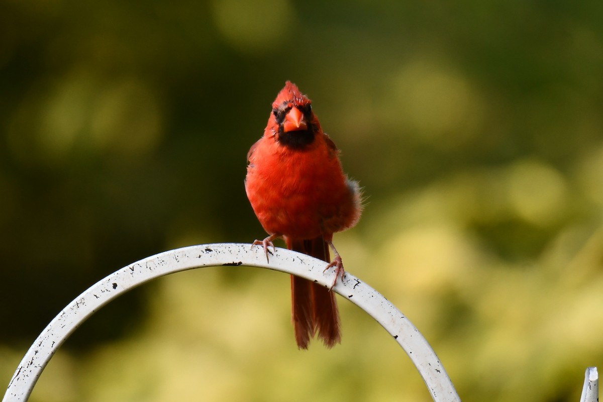 Northern Cardinal - ML640264125