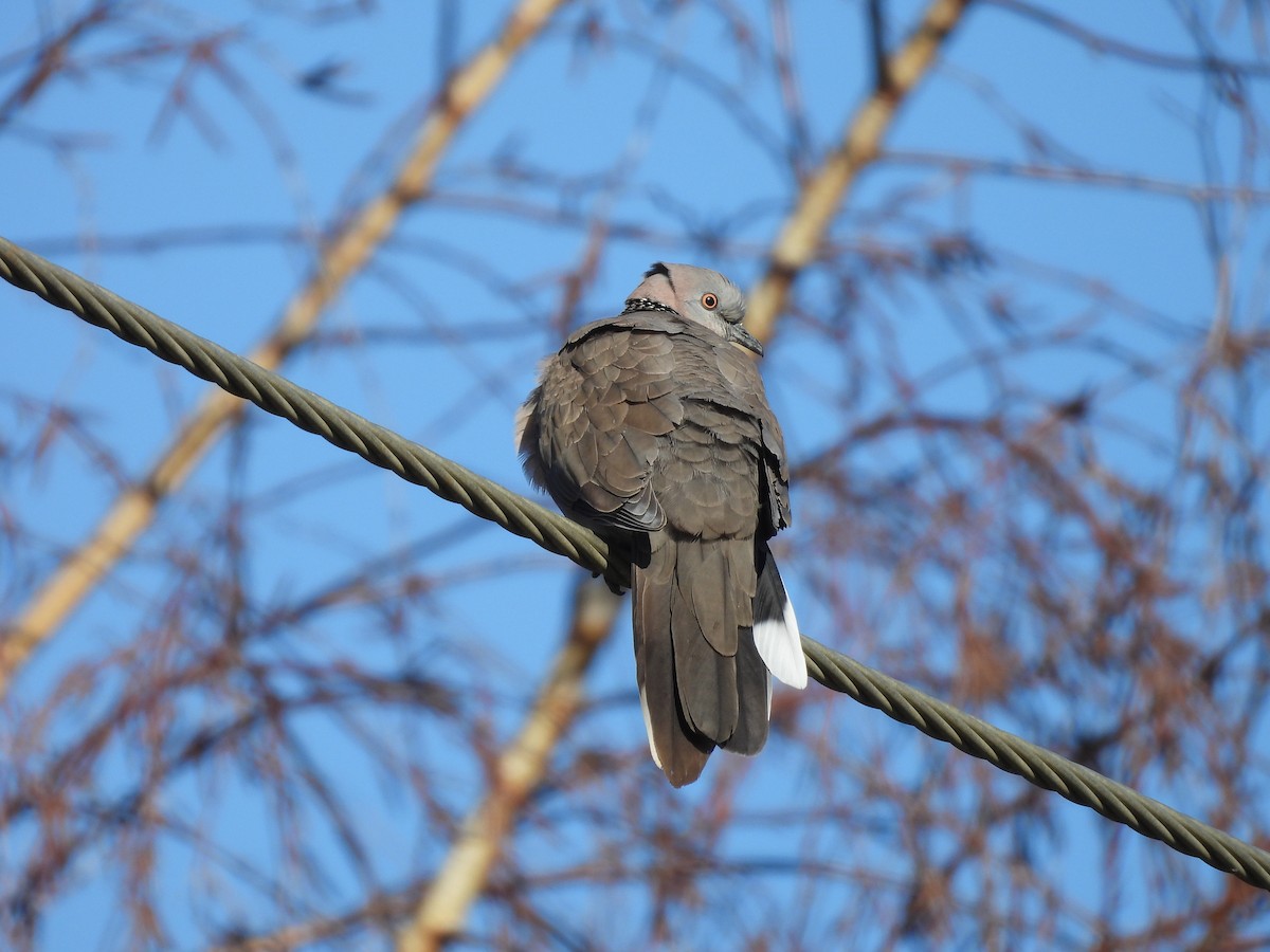 Spotted Dove (Eastern) - ML640264127