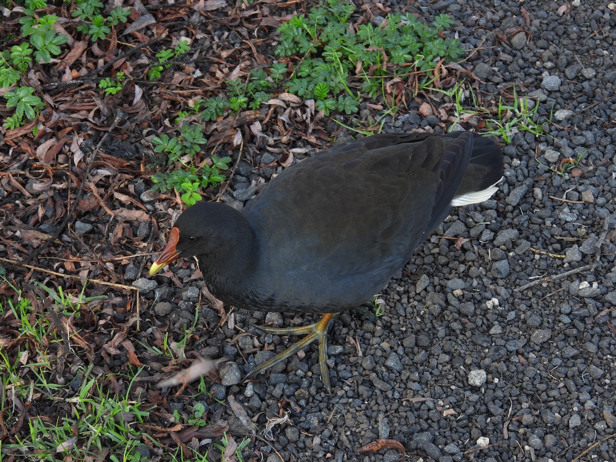 Dusky Moorhen - ML640264132