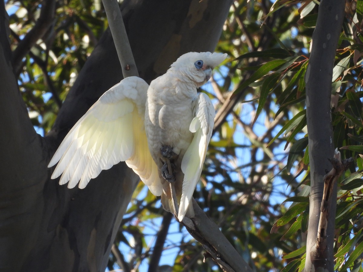 Little Corella - ML640264133