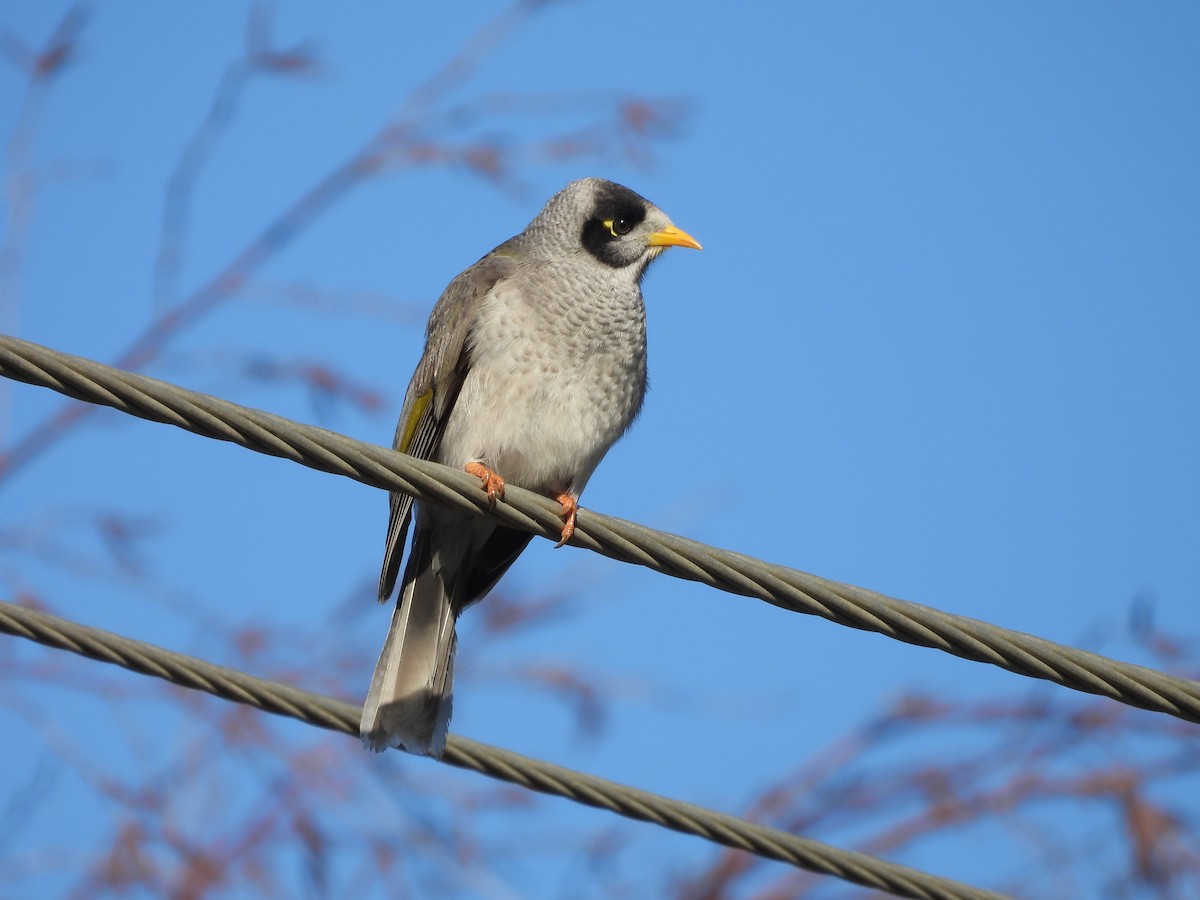 Noisy Miner - ML640264137
