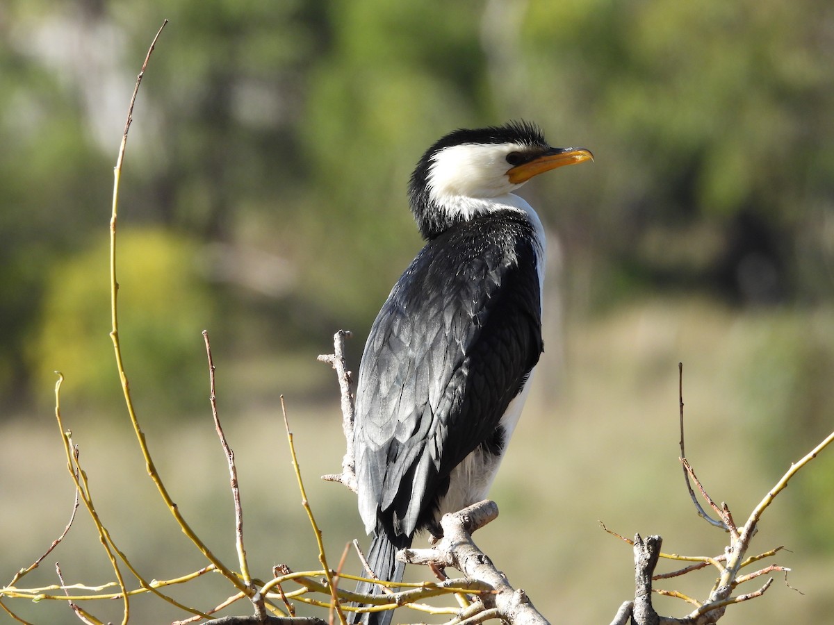 Little Pied Cormorant - ML640264139
