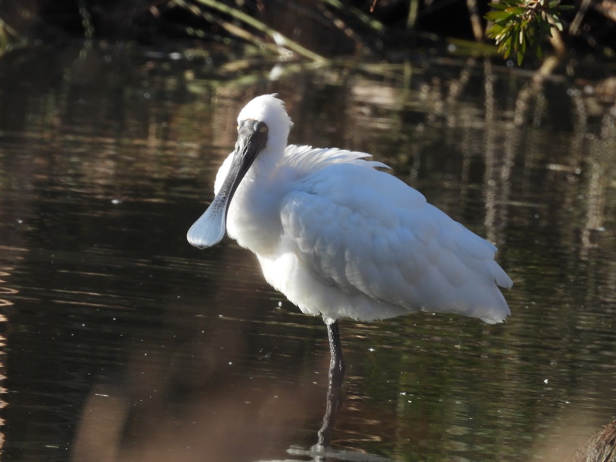 Royal Spoonbill - ML640264141