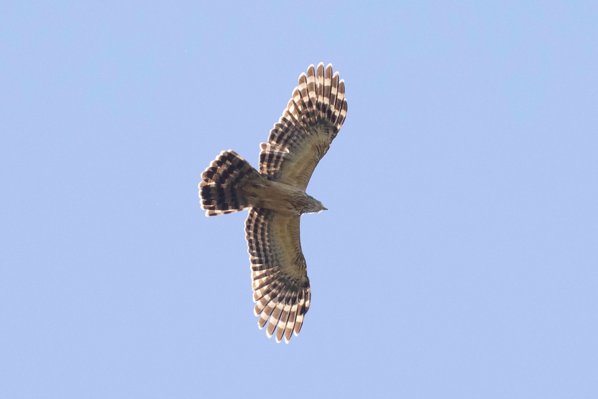 Long-tailed Honey-buzzard - ML640264151